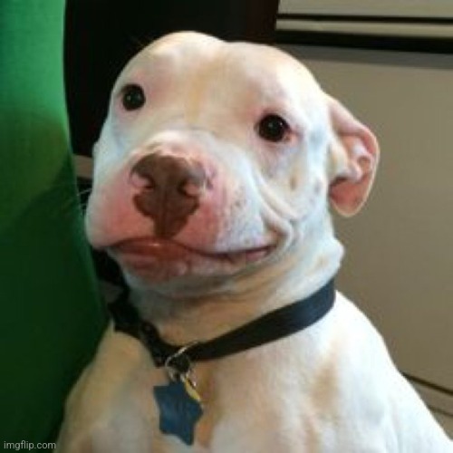 That Dog That Makes :/ Face | image tagged in that dog that makes / face | made w/ Imgflip meme maker