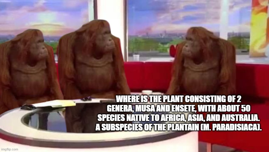 British monkey | WHERE IS THE PLANT CONSISTING OF 2 GENERA, MUSA AND ENSETE, WITH ABOUT 50 SPECIES NATIVE TO AFRICA, ASIA, AND AUSTRALIA. A SUBSPECIES OF THE PLANTAIN (M. PARADISIACA). | image tagged in where monkey,funni,british | made w/ Imgflip meme maker