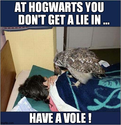 Owl Brings Your Breakfast ! |  AT HOGWARTS YOU 
   DON'T GET A LIE IN ... HAVE A VOLE ! | image tagged in fun,owl,breakfast,hogwarts | made w/ Imgflip meme maker