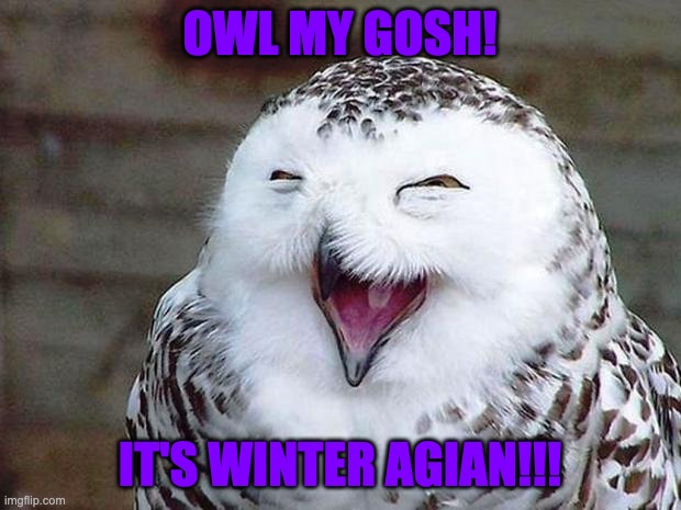 owl happy | OWL MY GOSH! IT'S WINTER AGIAN!!! | image tagged in owl | made w/ Imgflip meme maker