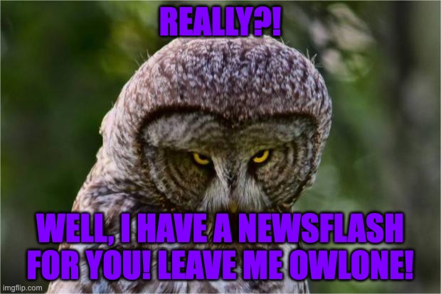 Seriously?! | REALLY?! WELL, I HAVE A NEWSFLASH FOR YOU! LEAVE ME OWLONE! | image tagged in owl | made w/ Imgflip meme maker