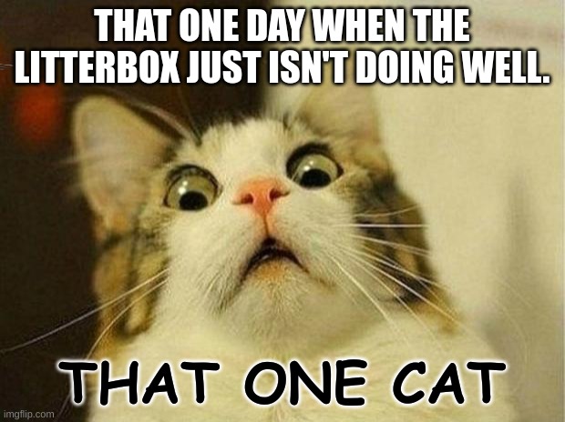 Scared Cat Meme | THAT ONE DAY WHEN THE LITTERBOX JUST ISN'T DOING WELL. THAT ONE CAT | image tagged in memes,scared cat | made w/ Imgflip meme maker