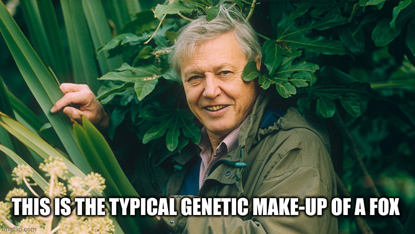 David Attenborough A life on Earth | THIS IS THE TYPICAL GENETIC MAKE-UP OF A FOX | image tagged in david attenborough a life on earth | made w/ Imgflip meme maker