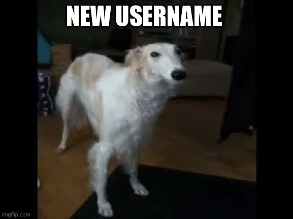 Low quality borzoi dog | NEW USERNAME | image tagged in low quality borzoi dog | made w/ Imgflip meme maker