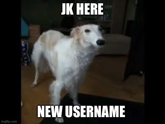 Low quality borzoi dog | JK HERE; NEW USERNAME | image tagged in low quality borzoi dog | made w/ Imgflip meme maker