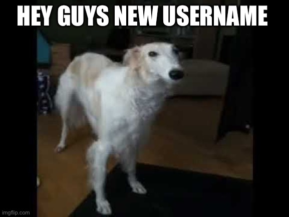 Low quality borzoi dog | HEY GUYS NEW USERNAME | image tagged in low quality borzoi dog | made w/ Imgflip meme maker