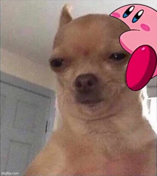 Kirby fits on everything part 6 | image tagged in chihuahua | made w/ Imgflip meme maker