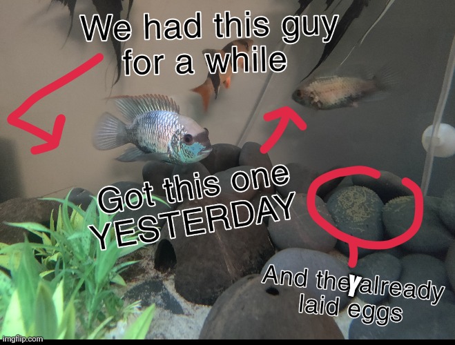 Y | made w/ Imgflip meme maker