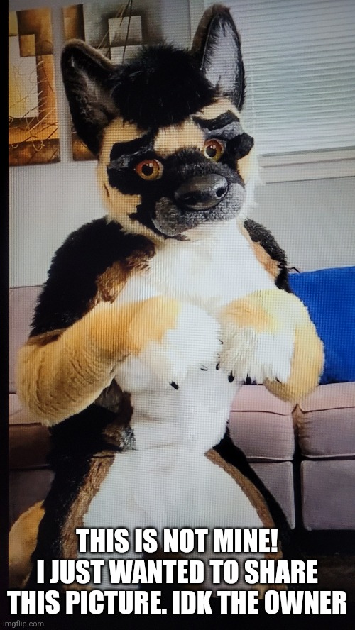 NOT MINE I DO NOT CLAIM CREDIT | THIS IS NOT MINE! I JUST WANTED TO SHARE THIS PICTURE. IDK THE OWNER | image tagged in furry,the furry fandom,dog,fursuit | made w/ Imgflip meme maker