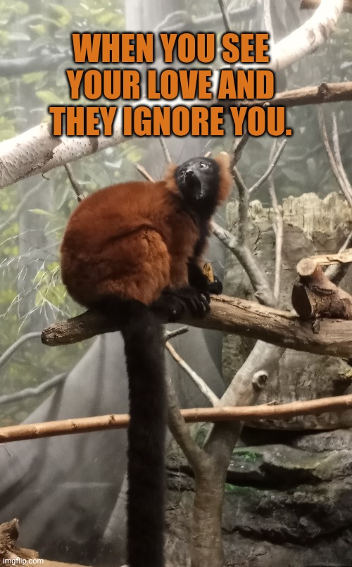 Ignored | WHEN YOU SEE YOUR LOVE AND THEY IGNORE YOU. | image tagged in love | made w/ Imgflip meme maker