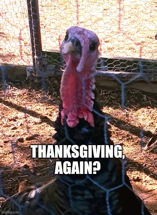 Thanksgiving | THANKSGIVING, AGAIN? | image tagged in happy thanksgiving | made w/ Imgflip meme maker