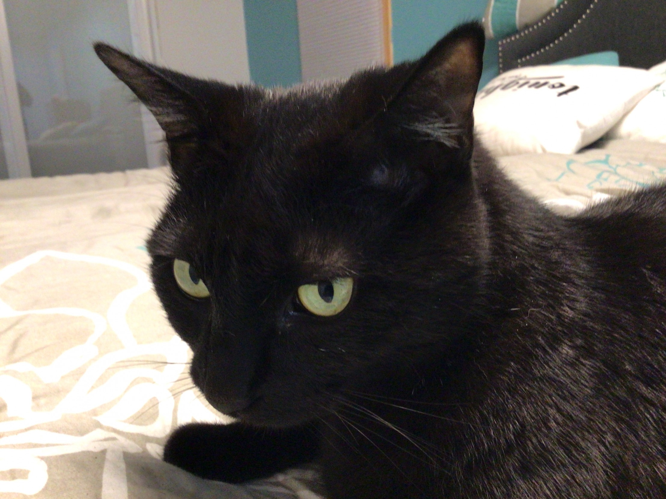 gleeblglobbl Blank Meme Template