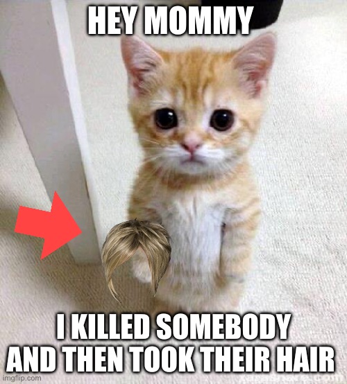 Hair stealing cat | HEY MOMMY; I KILLED SOMEBODY AND THEN TOOK THEIR HAIR | image tagged in memes,cute cat | made w/ Imgflip meme maker
