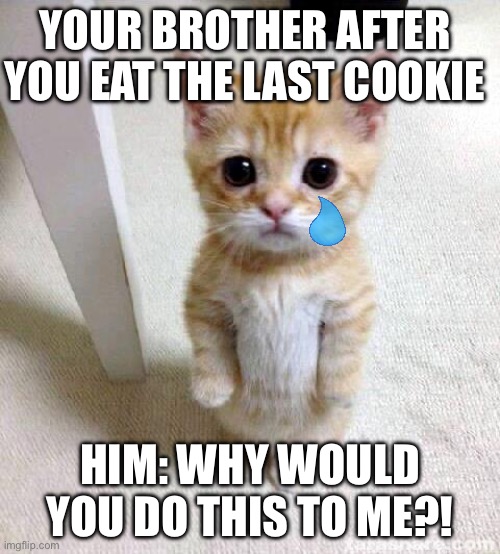 Crying cat | YOUR BROTHER AFTER YOU EAT THE LAST COOKIE; HIM: WHY WOULD YOU DO THIS TO ME?! | image tagged in memes,cute cat | made w/ Imgflip meme maker