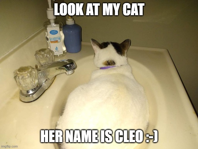 my cat :) | LOOK AT MY CAT; HER NAME IS CLEO :-) | image tagged in lol | made w/ Imgflip meme maker