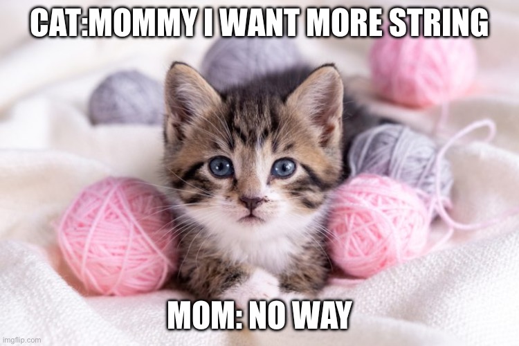 Cay with string | CAT:MOMMY I WANT MORE STRING; MOM: NO WAY | image tagged in cat and string | made w/ Imgflip meme maker