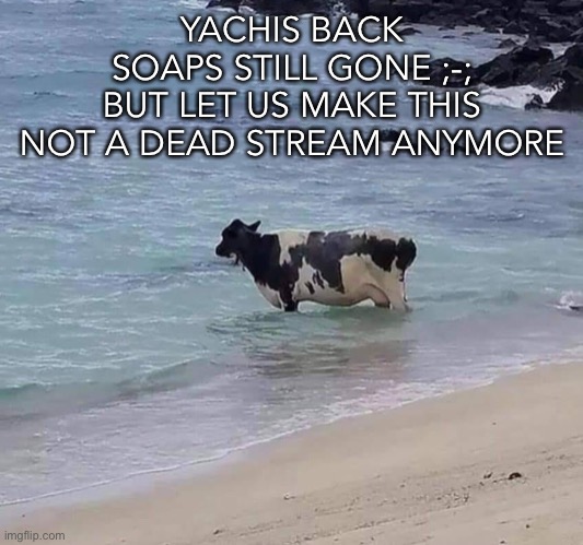 Cow in the ocean | YACHIS BACK
SOAPS STILL GONE ;-;
BUT LET US MAKE THIS NOT A DEAD STREAM ANYMORE | image tagged in cow in the ocean | made w/ Imgflip meme maker