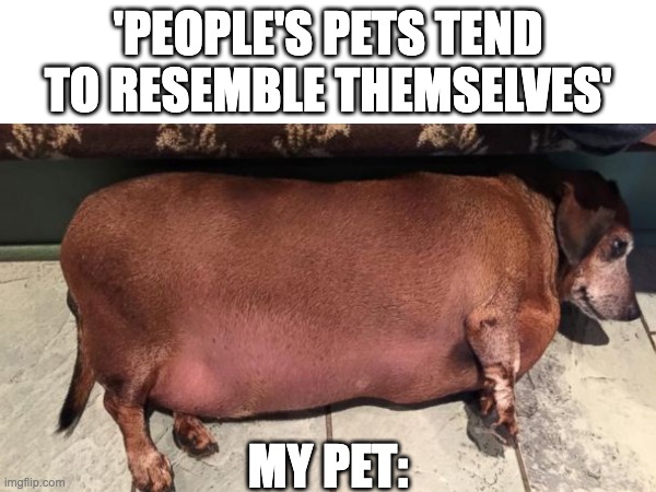 Bet you can relate |  'PEOPLE'S PETS TEND TO RESEMBLE THEMSELVES'; MY PET: | image tagged in fat,fat dog,pets | made w/ Imgflip meme maker