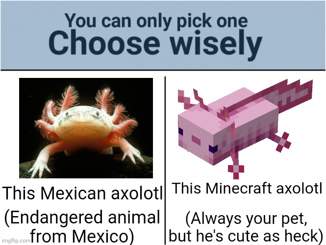 Mexican axolotl or Minecraft axolotl? | This Minecraft axolotl; This Mexican axolotl; (Always your pet,
but he's cute as heck); (Endangered animal
from Mexico) | image tagged in choose wisely,memes,minecraft,funny,axolotl | made w/ Imgflip meme maker