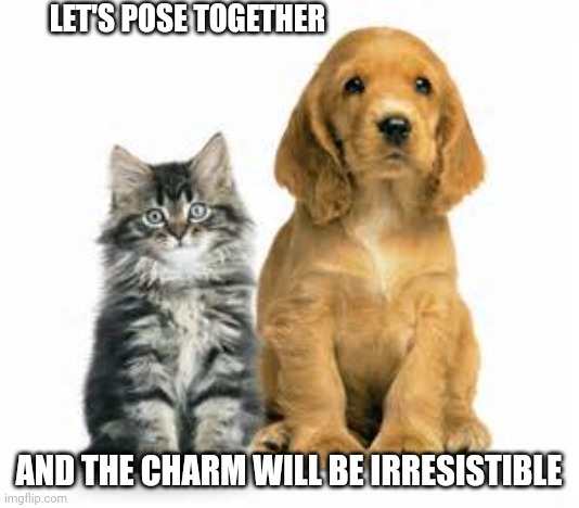 cat and dog | LET'S POSE TOGETHER; AND THE CHARM WILL BE IRRESISTIBLE | image tagged in cat and dog | made w/ Imgflip meme maker