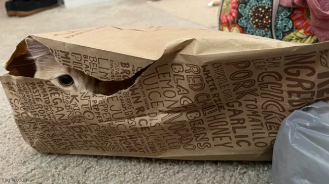 Best chipotle order | image tagged in funny,cats,animals,cute,cat,funny animals | made w/ Imgflip meme maker