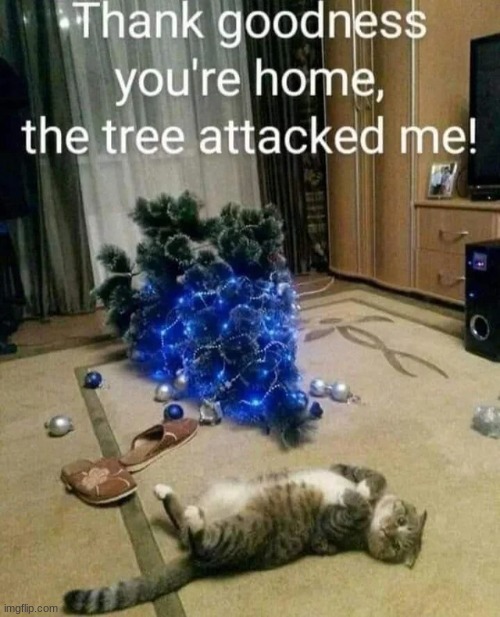 Sure buddy | image tagged in animals,funny,cats,cat,funny animals,cute | made w/ Imgflip meme maker