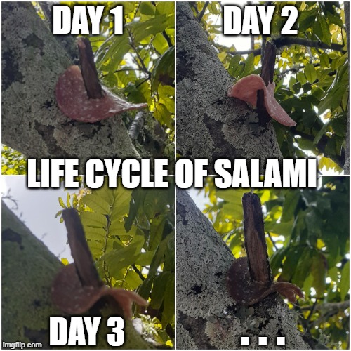Life Cycle of Salami | DAY 2; DAY 1; LIFE CYCLE OF SALAMI; DAY 3; . . . | image tagged in gross,salami | made w/ Imgflip meme maker