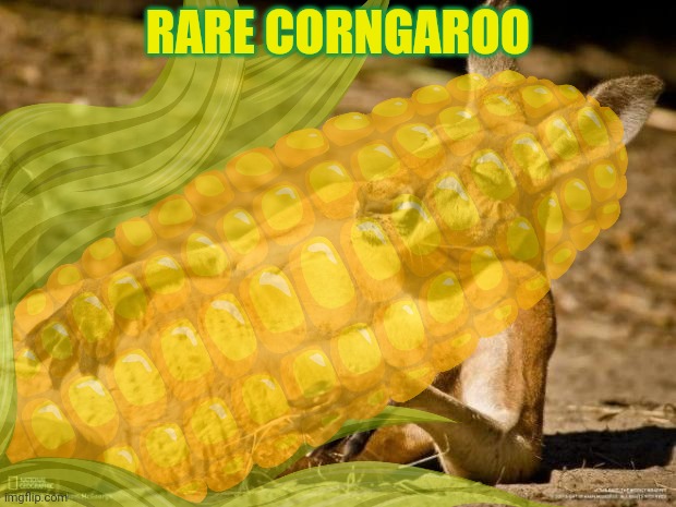 RARE CORNGAROO | made w/ Imgflip meme maker