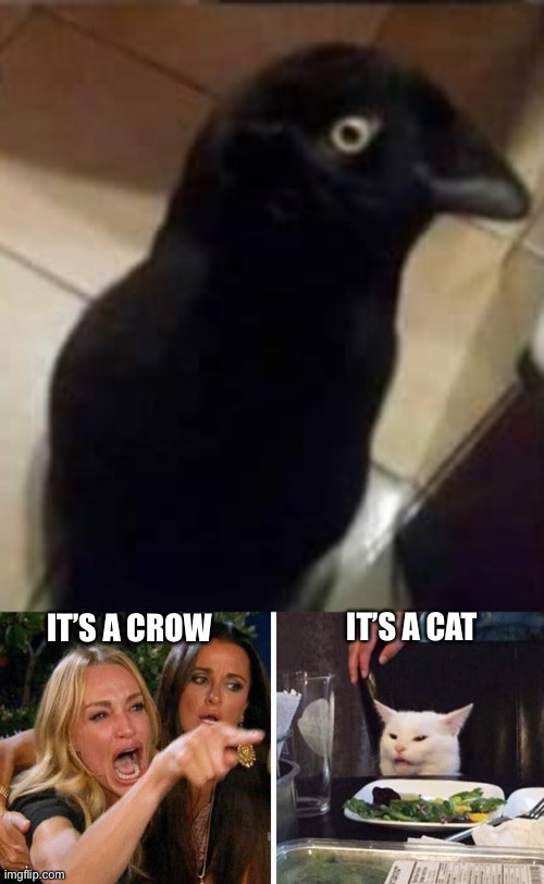 Catcrow (image from Who_am_I) | IT’S A CAT; IT’S A CROW | image tagged in smudge the cat,crow,cat | made w/ Imgflip meme maker