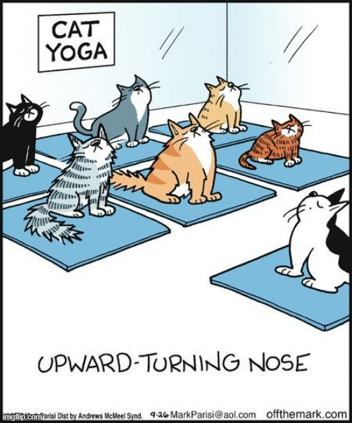 image tagged in memes,comics,cats,yoga,uplifting,nose | made w/ Imgflip meme maker