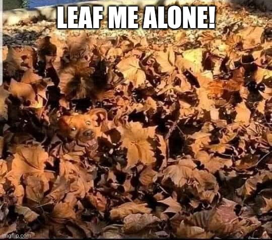 The dog days of summer are over | LEAF ME ALONE! | image tagged in dog,hiding,autumn leaves,where's doggo | made w/ Imgflip meme maker