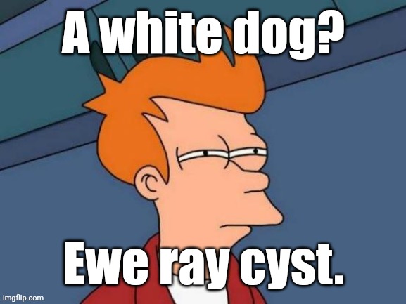 Fry is not sure... | A white dog? Ewe ray cyst. | image tagged in fry is not sure | made w/ Imgflip meme maker