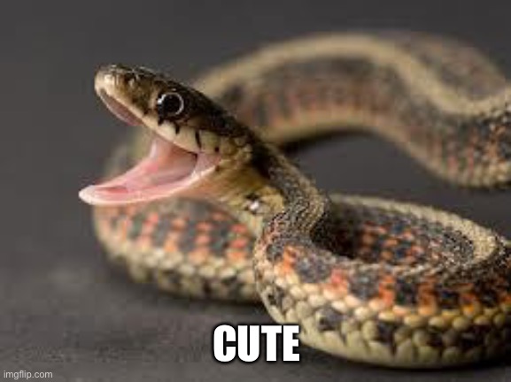 Warning Snake | CUTE | image tagged in warning snake | made w/ Imgflip meme maker
