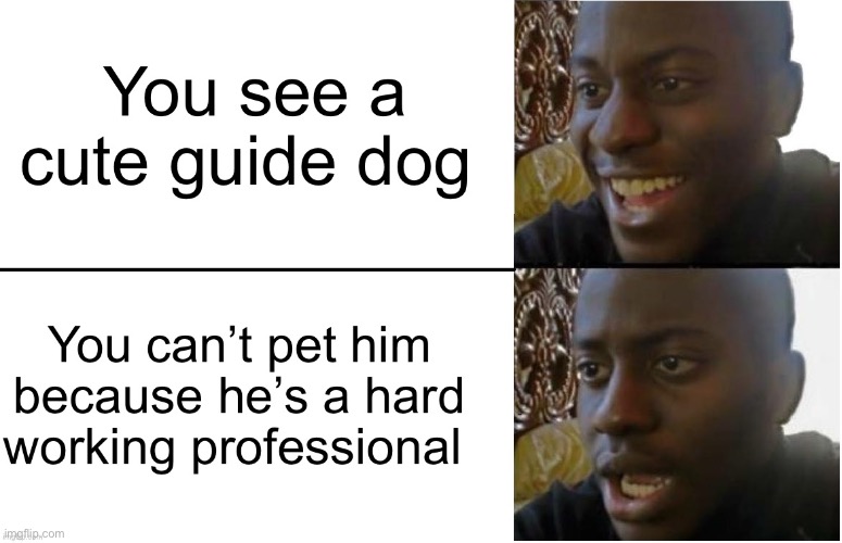 guide dog | image tagged in animals,fun,fun stream,fresh memes,memes,funny | made w/ Imgflip meme maker