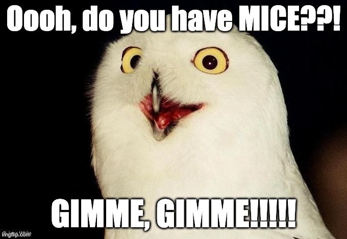 Orly Owl | Oooh, do you have MICE??! GIMME, GIMME!!!!! | image tagged in orly owl | made w/ Imgflip meme maker