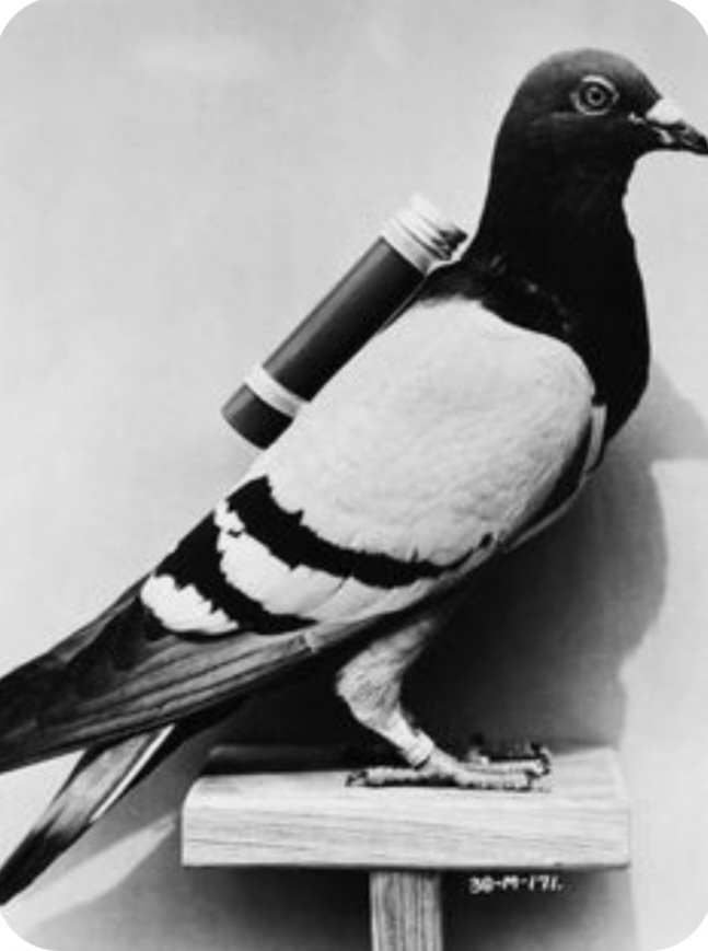 High Quality Carrier pigeon Blank Meme Template
