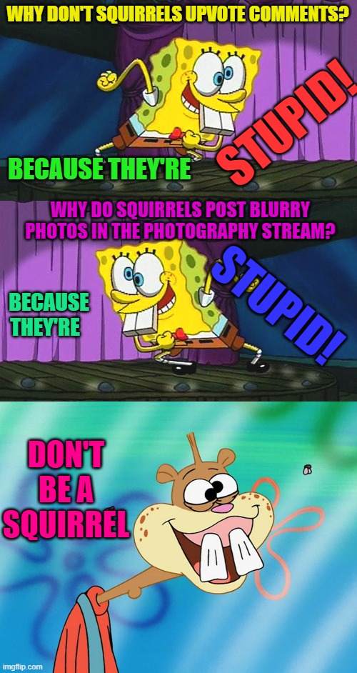 Squirrels are stupid | WHY DON'T SQUIRRELS UPVOTE COMMENTS? STUPID! BECAUSE THEY'RE; WHY DO SQUIRRELS POST BLURRY PHOTOS IN THE PHOTOGRAPHY STREAM? BECAUSE THEY'RE; STUPID! DON'T BE A SQUIRREL | image tagged in squirrels,stupid,kewlew | made w/ Imgflip meme maker