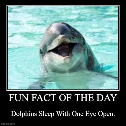 DOLPHIN TIME. EAHEHAEHAHEEHHEAEHA | image tagged in funny,demotivationals | made w/ Imgflip demotivational maker