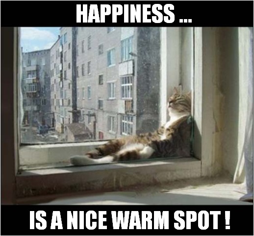 Ahhhhhh ! | HAPPINESS ... IS A NICE WARM SPOT ! | image tagged in cats,sunshine,happiness | made w/ Imgflip meme maker