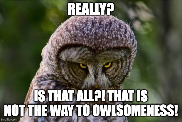 Seriously Owl | REALLY? IS THAT ALL?! THAT IS NOT THE WAY TO OWLSOMENESS! | image tagged in seriously owl | made w/ Imgflip meme maker