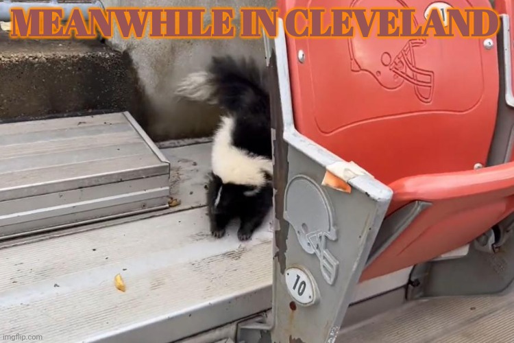 This is real. The Browns biggest fan showed up at the game... | MEANWHILE IN CLEVELAND | image tagged in look at the,size of,that cat,quick,give it some corn,the browns | made w/ Imgflip meme maker