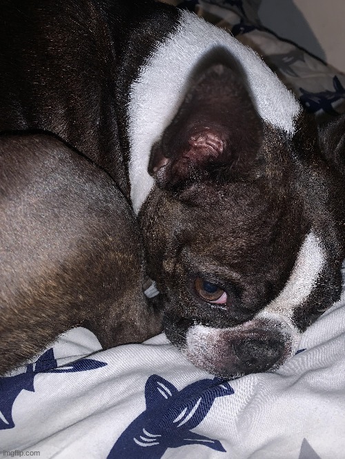 my dog again | made w/ Imgflip meme maker