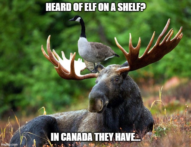 Goose on a | HEARD OF ELF ON A SHELF? IN CANADA THEY HAVE... | image tagged in goose,elf,moose,elf on a shelf | made w/ Imgflip meme maker