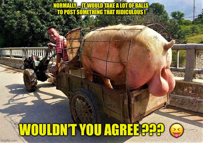 PIG SHIT HAPPENS !!!  LOL | NORMALLY … IT WOULD TAKE A LOT OF BALLS 
TO POST SOMETHING THAT RIDICULOUS ! WOULDN’T YOU AGREE ???  😝 | image tagged in pig balls | made w/ Imgflip meme maker