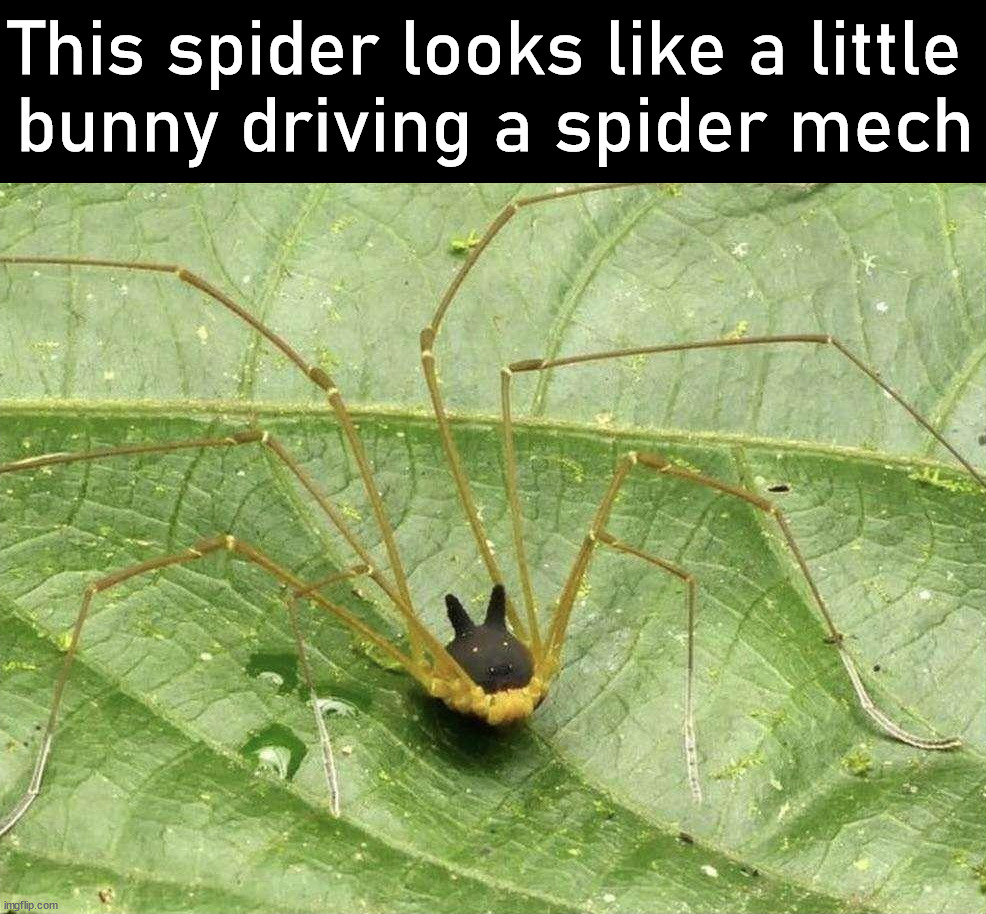 It is called a Bunny Harvestman Spider | This spider looks like a little 
bunny driving a spider mech | image tagged in totally looks like,spider,so cool,awesome | made w/ Imgflip meme maker