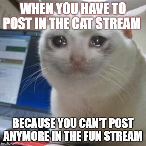 SO sad | WHEN YOU HAVE TO POST IN THE CAT STREAM; BECAUSE YOU CAN'T POST ANYMORE IN THE FUN STREAM | image tagged in crying cat | made w/ Imgflip meme maker