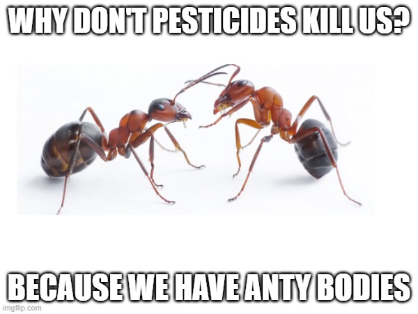 anty bodies | WHY DON'T PESTICIDES KILL US? BECAUSE WE HAVE ANTY BODIES | image tagged in funny memes,bugs,pests | made w/ Imgflip meme maker