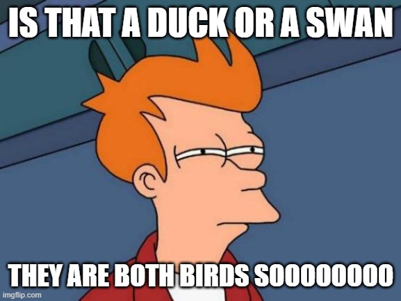 Birds are Birds | IS THAT A DUCK OR A SWAN; THEY ARE BOTH BIRDS SOOOOOOOO | image tagged in memes,futurama fry | made w/ Imgflip meme maker