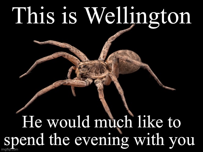 Wellington says hi | This is Wellington; He would much like to spend the evening with you | image tagged in spider | made w/ Imgflip meme maker