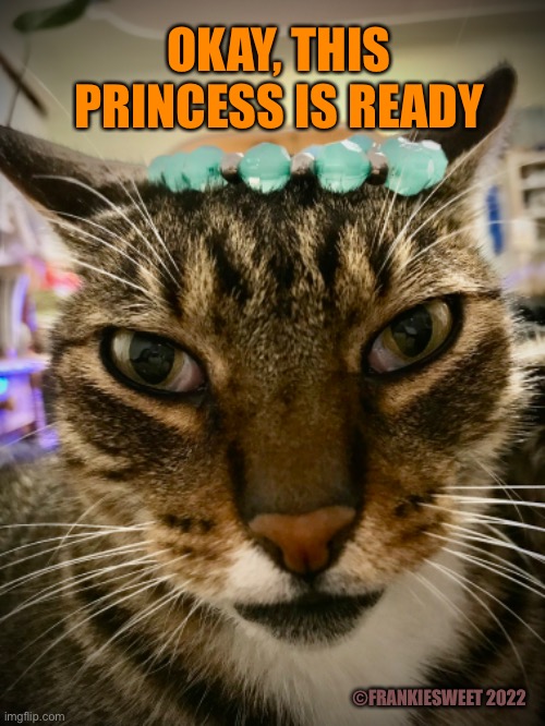 This princess is ready | OKAY, THIS PRINCESS IS READY; ©FRANKIESWEET 2022 | image tagged in princess,cat,kitty,dress up,costume,pets | made w/ Imgflip meme maker